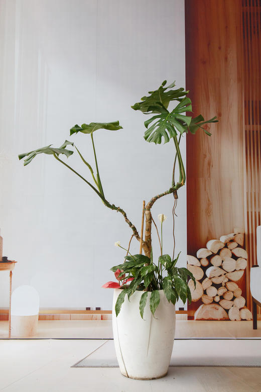 龟背竹 商品图0