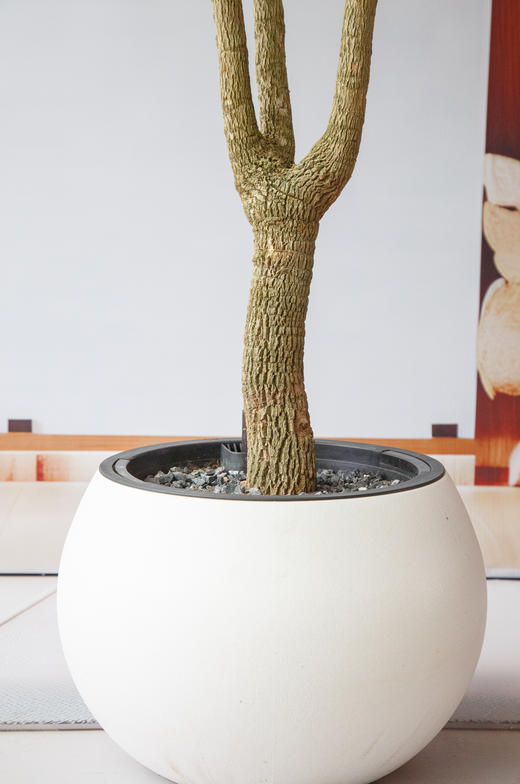 幸福树 商品图1