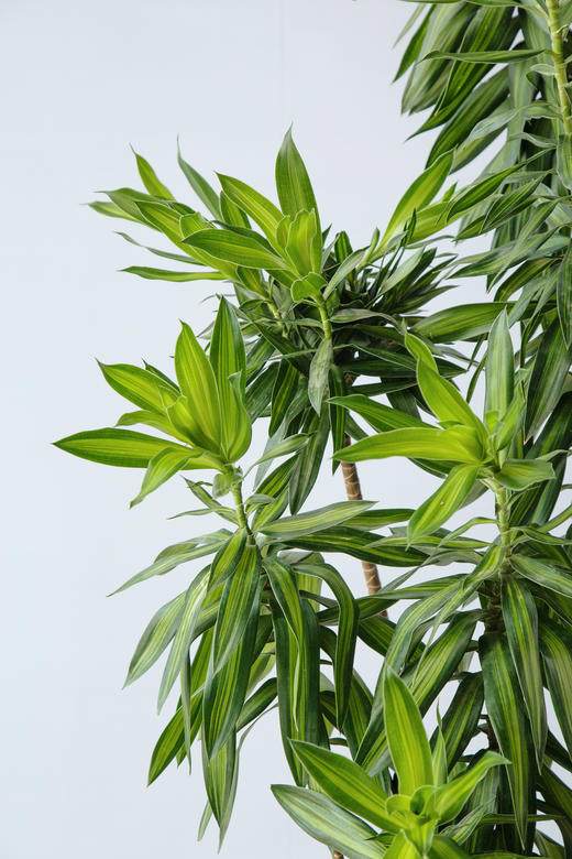 百合竹 商品图2