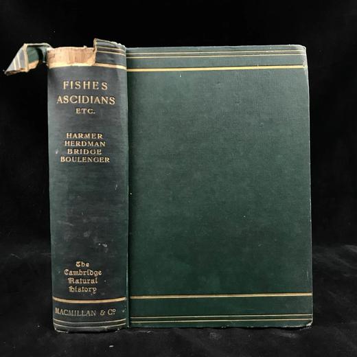 1904年 半索动物/海鞘与蛞蝓动物/鱼类图鉴 440幅插图 漆布精装大32开 商品图0