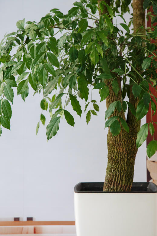 幸福树 商品图1