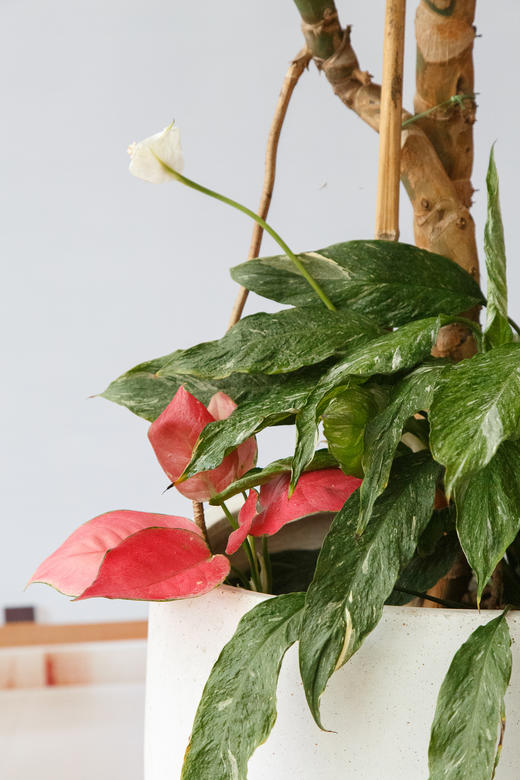 龟背竹 商品图2