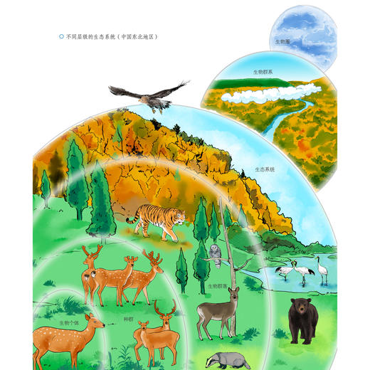 “苗德岁写给孩子的自然科学”3册套装：《人类进化》《生态家园》《奇妙生物》 商品图12