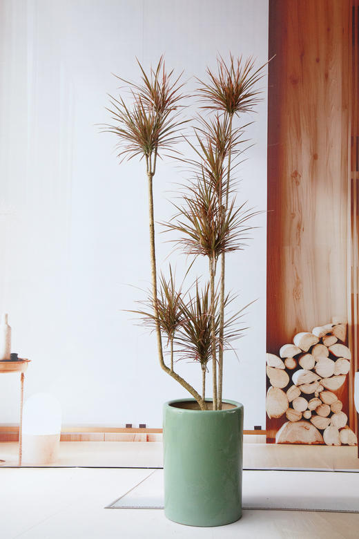 千年木 商品图0