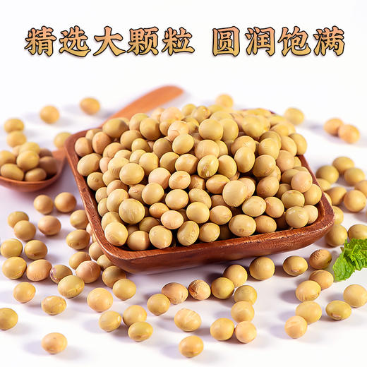 【食品】黄豆当年新豆子豆浆食材非转基因黄豆杂粮2斤 商品图1