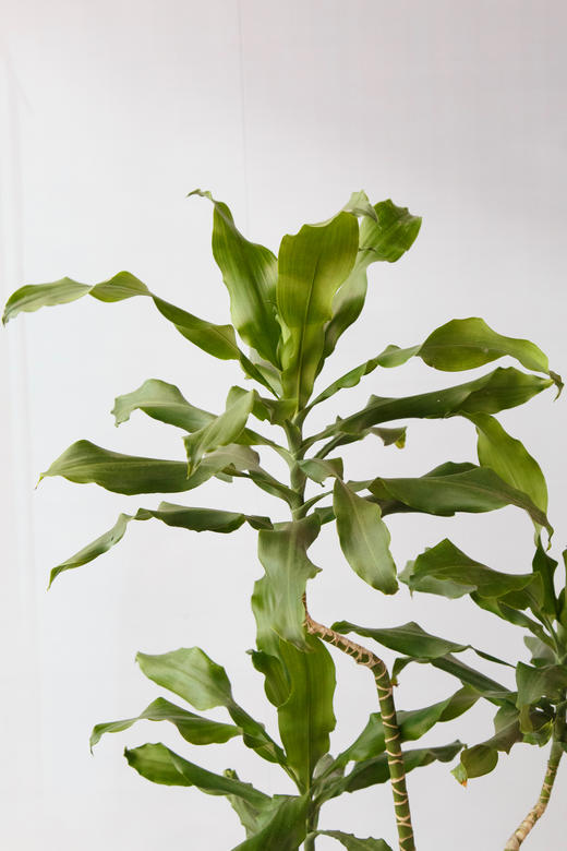 螺纹铁 商品图2