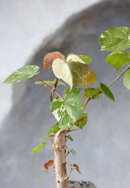 锦叶黄槿 商品图2