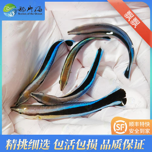 漂漂（飘飘）Labroides dimidiatus 商品图2