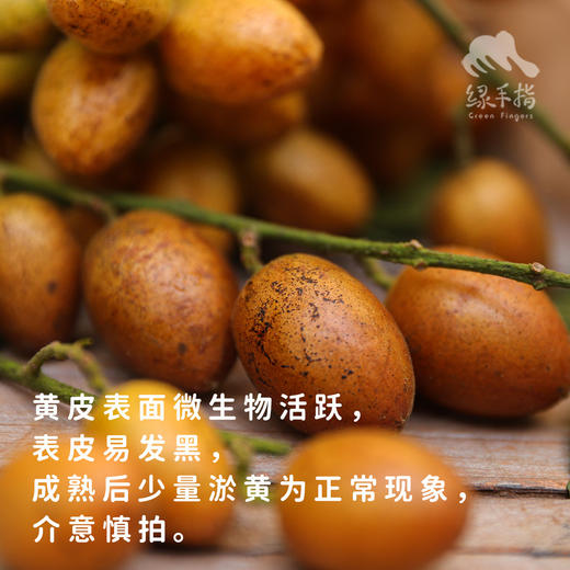 生态黄皮 | 合作生产 *Eco-wampe | Coproduction 商品图1