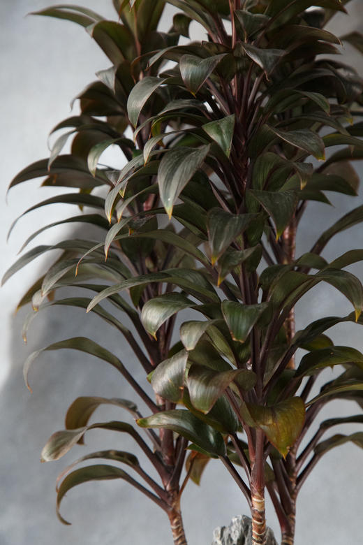 娃娃朱蕉 商品图2