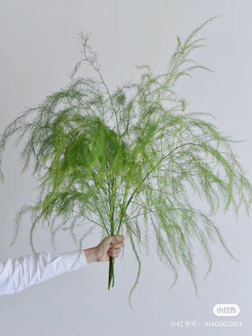 芦荨草