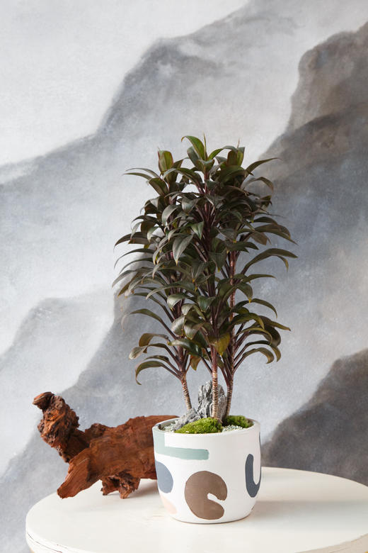 娃娃朱蕉 商品图0