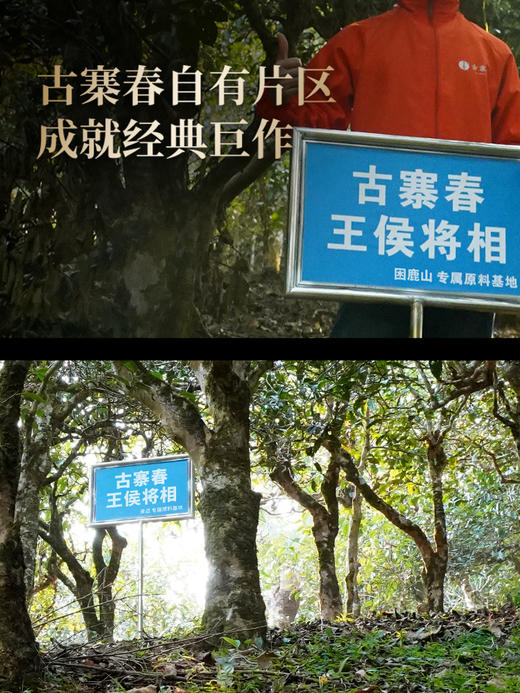 【王侯将相—冠军侯：霍去病】约8900一芽一叶成就一片茶饼 比茶王地单株更奢侈豪华！357克/饼茶，一箱内含6饼茶 拍5箱发6箱 商品图8