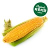 有机甜脆玉米 Organic sweet crisp corn 商品缩略图0