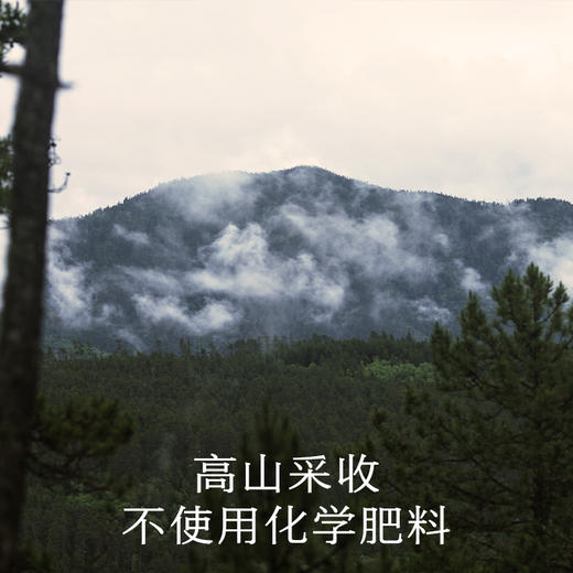 南食召 金福菇(白松茸) 商品图3