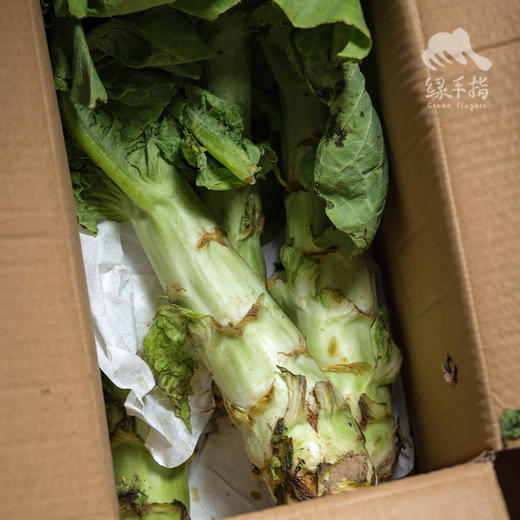生态阳曲莴笋 | 合作生产*Ecological Yangqu Lettuce | Partner Production 商品图3