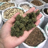三七花  云南文山新货 足干新花田七话 商品缩略图4