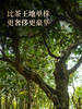 【王侯将相—冠军侯：霍去病】约8900一芽一叶成就一片茶饼 比茶王地单株更奢侈豪华！357克/饼茶，一箱内含6饼茶 拍5箱发6箱 商品缩略图1