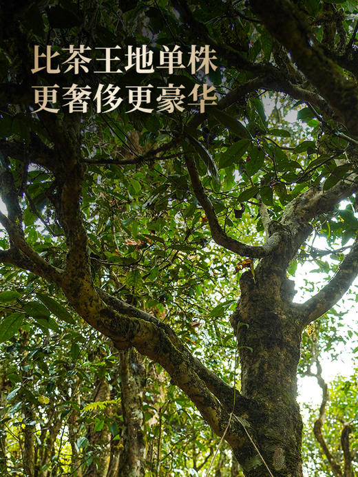 【王侯将相—冠军侯：霍去病】约8900一芽一叶成就一片茶饼 比茶王地单株更奢侈豪华！357克/饼茶，一箱内含6饼茶 拍5箱发6箱 商品图1