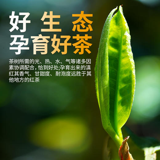 凤宁号金奖红茶【有机金毫】100克/盒 商品图10