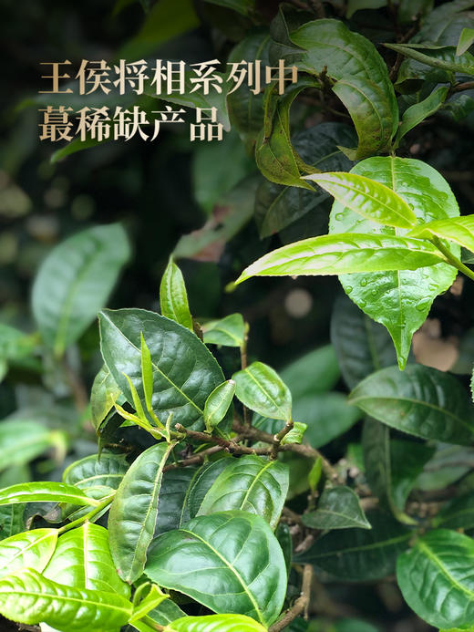 【王侯将相—冠军侯：霍去病】约8900一芽一叶成就一片茶饼 比茶王地单株更奢侈豪华！357克/饼茶，一箱内含6饼茶 拍5箱发6箱 商品图7