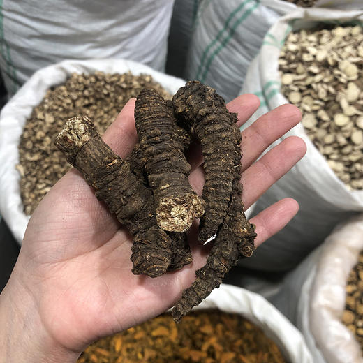 羌活 常用规格 川羌活切片  选装羌活 商品图2