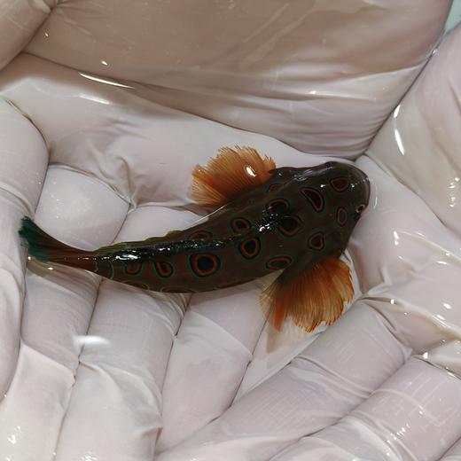 圆点青蛙Synchiropus picturatus 商品图1