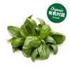 有机甜罗勒  Organic Basil 20g/袋 商品缩略图0