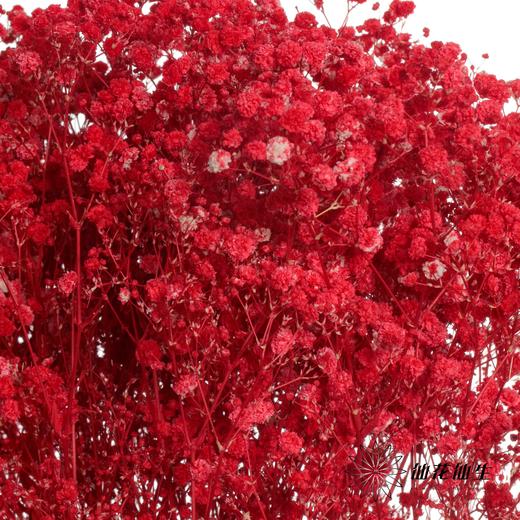 满天星 | 红色 商品图6