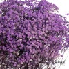 满天星 | 紫色【人工吸染，有色差，介意慎拍】 商品缩略图1