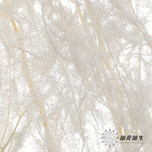 永生花材 ｜ 文竹白色 商品图3