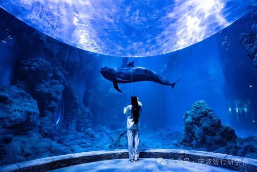 【智行研学】舟山版亚特兰蒂斯，2天1晚海底两万里夜宿营研学7.9-7.10（7月9日余姚兰江中学集合签到上午8:00出发 ） 商品图5