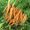 有机小胡萝卜 （产地山东） 商品缩略图2