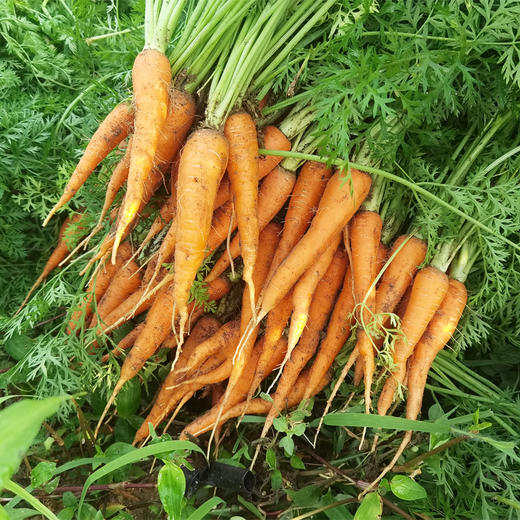 有机小胡萝卜 （产地山东） 商品图2