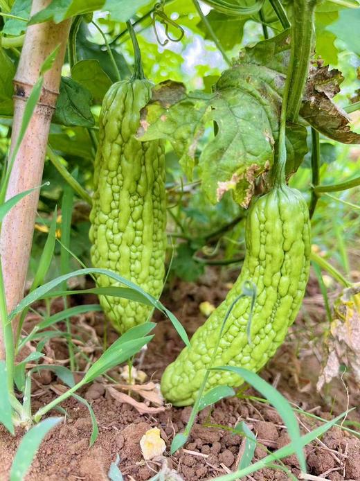 【时令蔬菜】苦瓜 750g 商品图0
