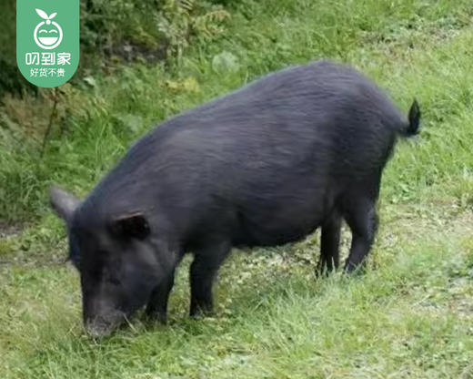 【预售-12月29日配送】【第2份半价】长泰山里散养黑香猪腿肉/1份（约500g） 商品图4