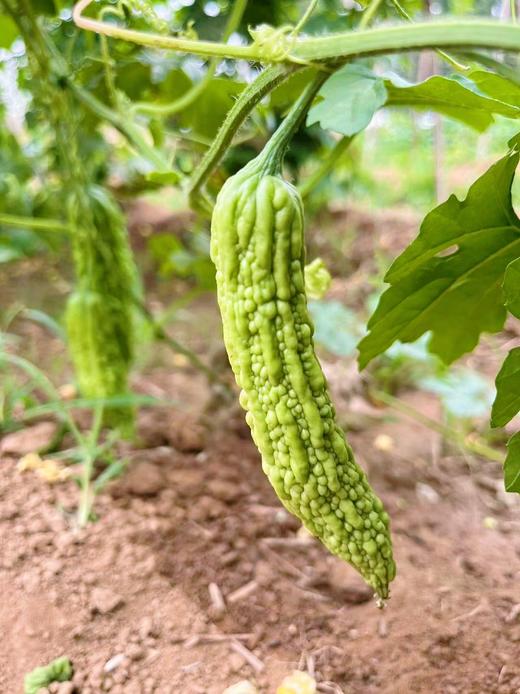 【时令蔬菜】苦瓜 750g 商品图1