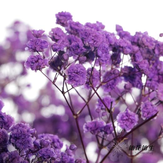 满天星 | 紫色【人工吸染，有色差，介意慎拍】 商品图3