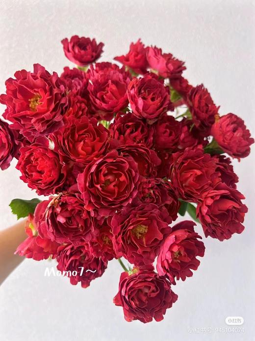 红茶海葵3支 商品图0