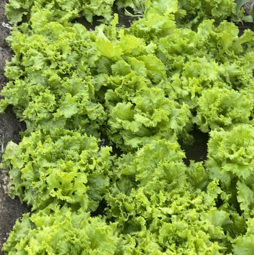 绿色蔬菜包，婆婆小菜园自己种的，西红柿、土豆、嫩黄瓜、生菜4种蔬菜，共5斤！ 商品图1