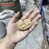 昭通天麻  各种规格天麻大个 大个天麻  天麻片 天麻粉 商品缩略图4