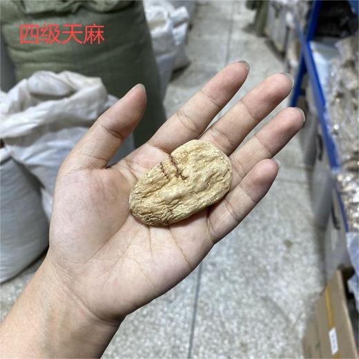 昭通天麻  各种规格天麻大个 大个天麻  天麻片 天麻粉 商品图4