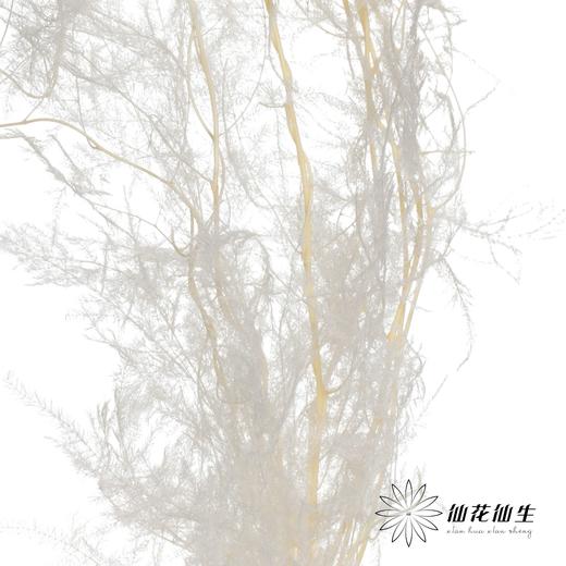 永生花材 ｜ 文竹白色 商品图0