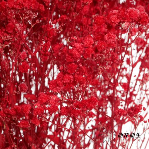 满天星 | 红色 商品图5