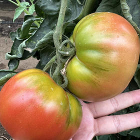 绿色蔬菜包，婆婆小菜园自己种的，西红柿、土豆、嫩黄瓜、生菜4种蔬菜，共5斤！