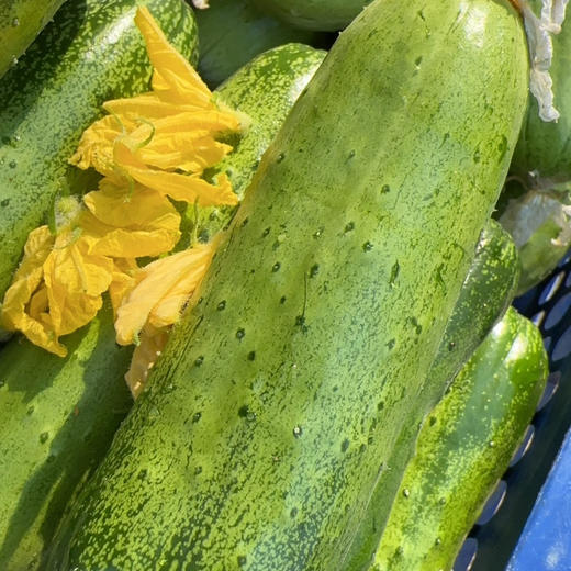 绿色蔬菜包，婆婆小菜园自己种的，西红柿、土豆、嫩黄瓜、生菜4种蔬菜，共5斤！ 商品图2