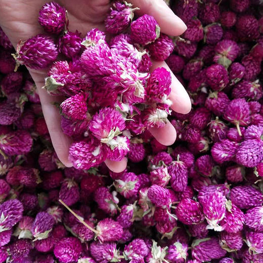 千日红 500g 商品图1