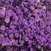 满天星 | 紫色【人工吸染，有色差，介意慎拍】 商品缩略图2