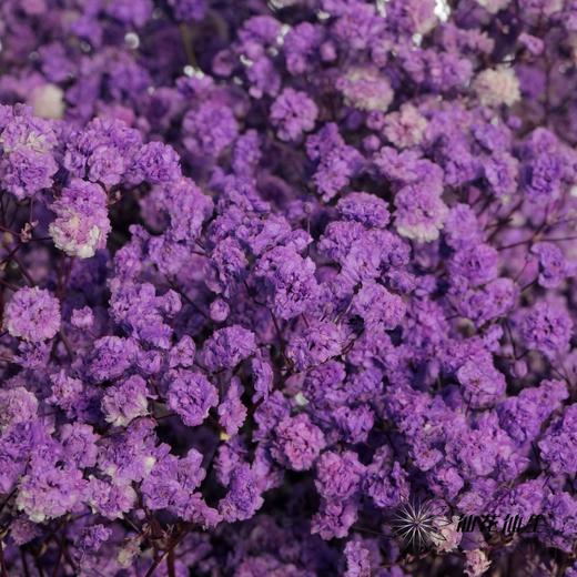 满天星 | 紫色【人工吸染，有色差，介意慎拍】 商品图2