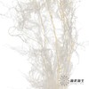永生花材 ｜ 文竹白色 商品缩略图2